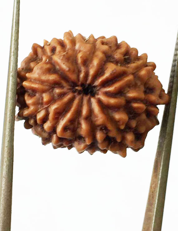 12 Mukhi Certified Indonesian Rudraksha Premium Quality